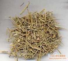 蜜麻黃的功效與作用