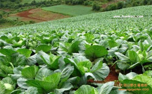 恩陽(yáng)綠色蔬菜